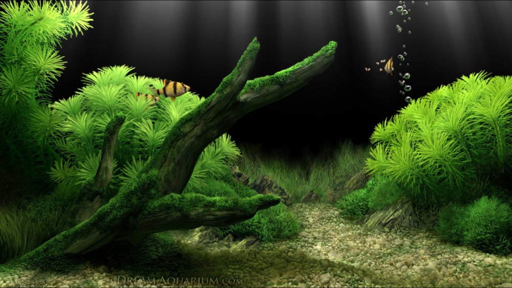 Скринсейвер аквариум с часами