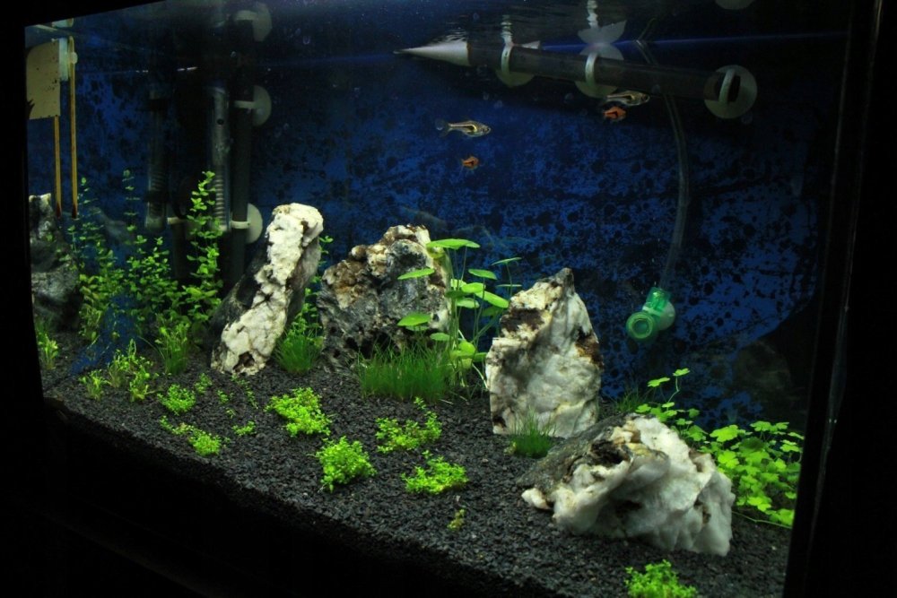 Аквариум с белым грунтом