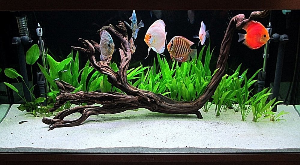 Акваскейп дискусы