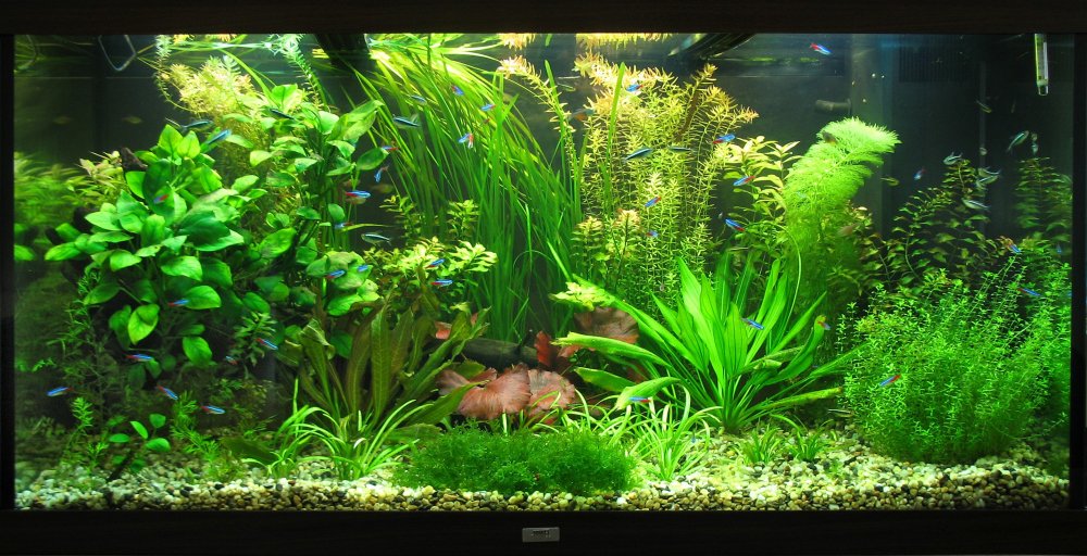 Фон для пресноводного аквариума