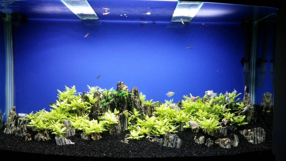 Аквариумный фон Барбус