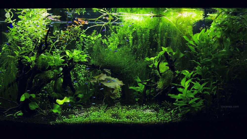 Акваскейп бонсай