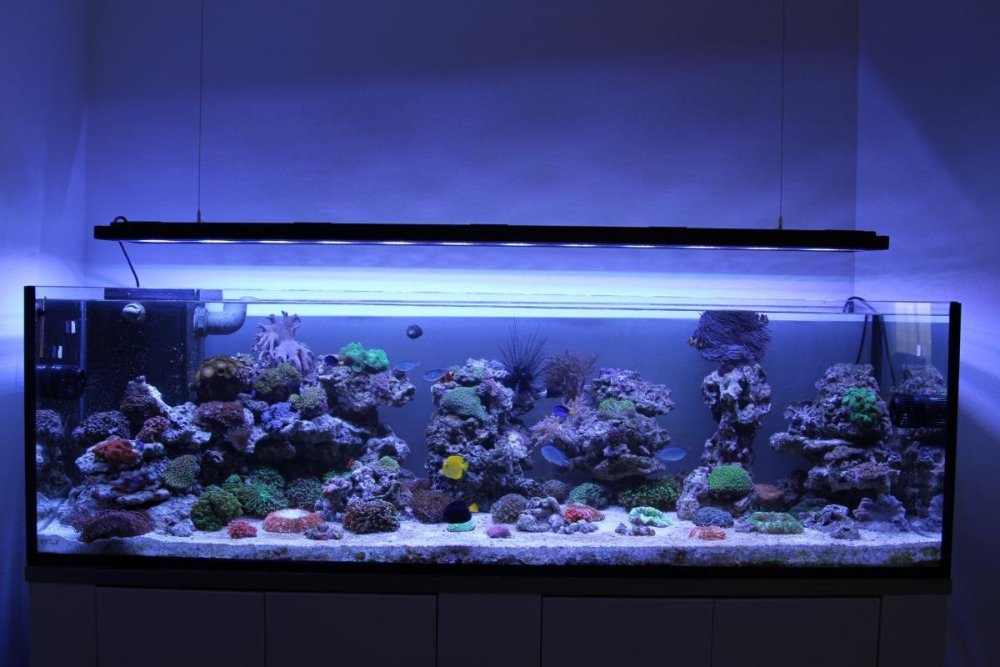 Аквариум с черным грунтом