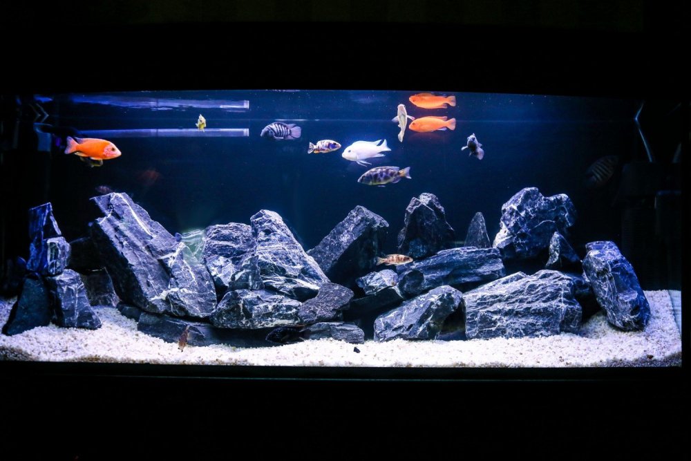 Цихлидник 110л