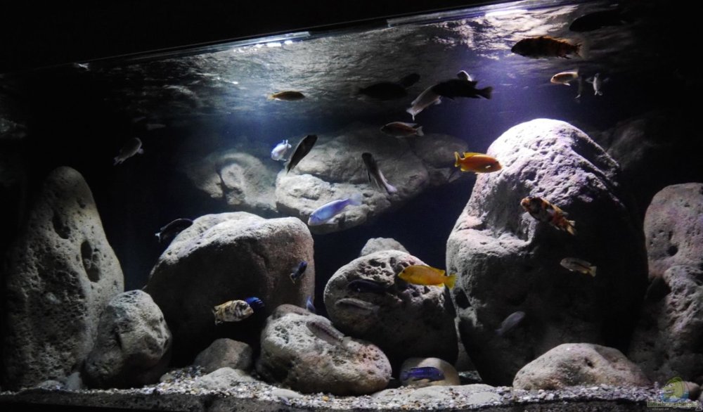 Малавийские цихлиды биотоп