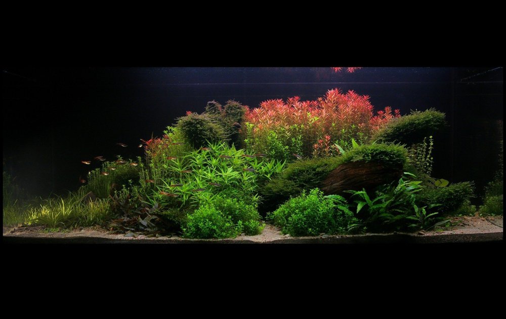 Голландский аквариум травник