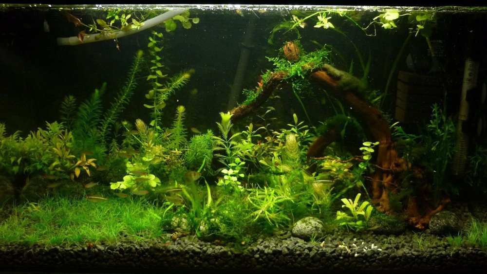 Задний фон для аквариума