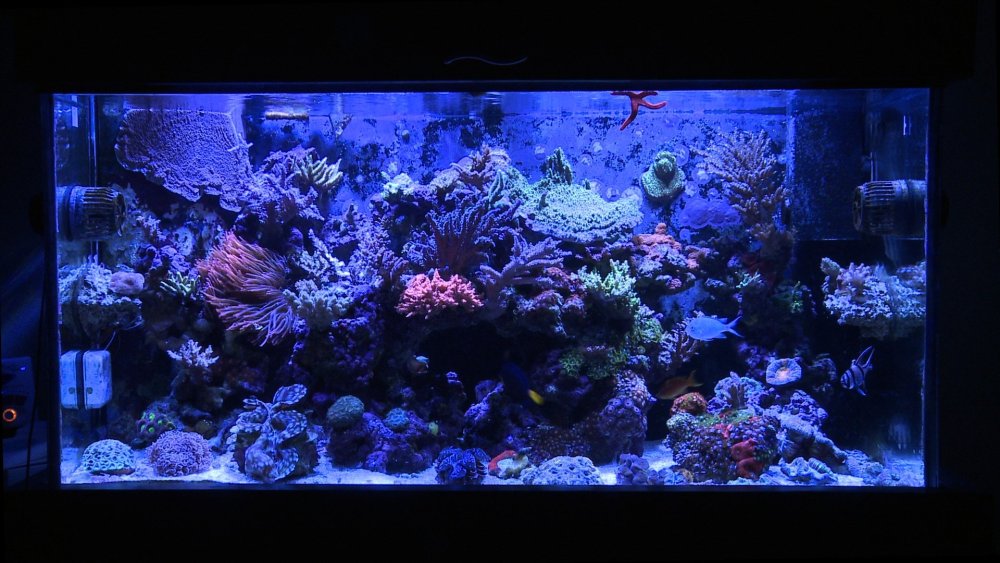 Космос в аквариуме