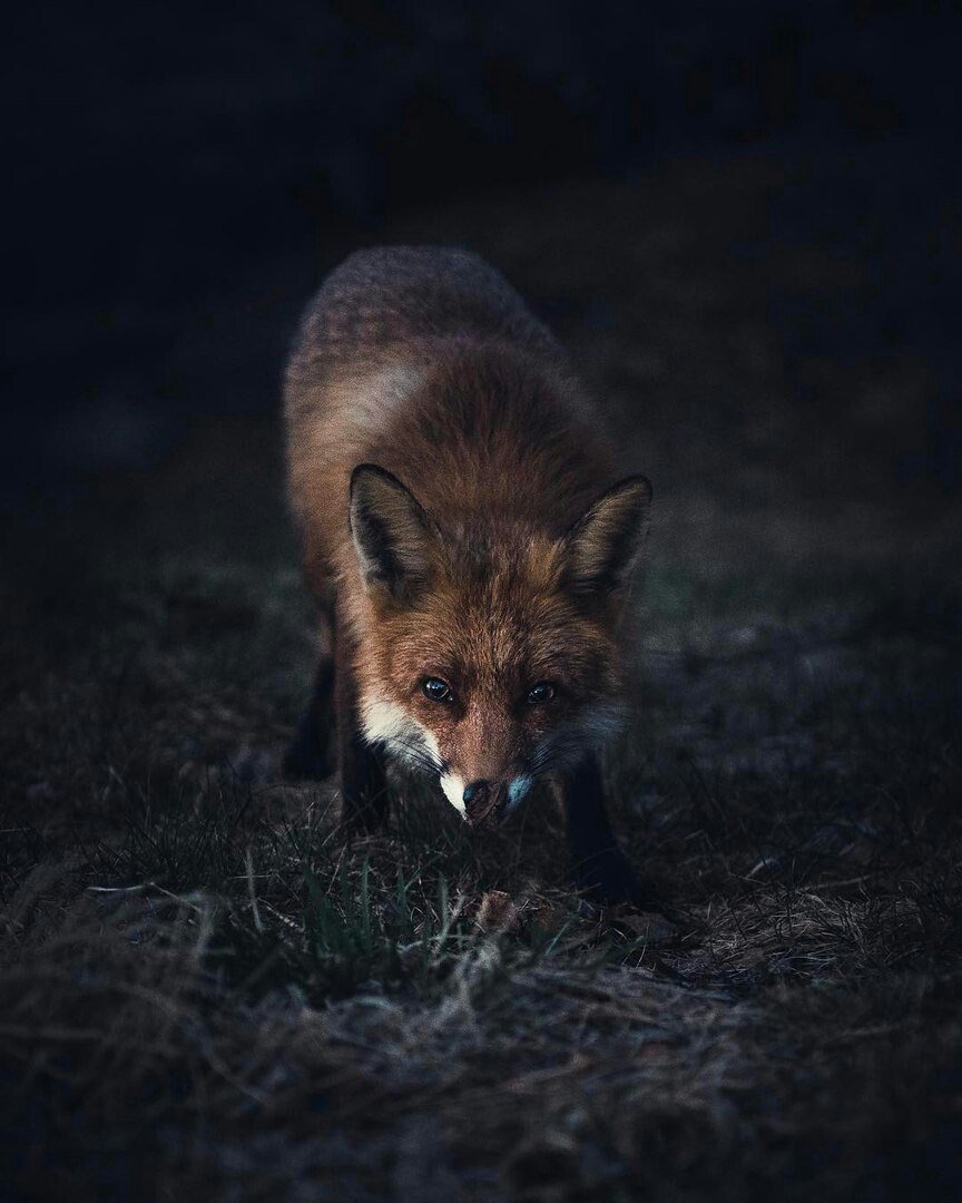 Лиса Эстетика