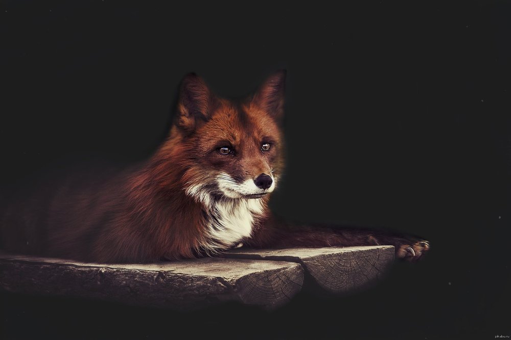 Грустный Лис