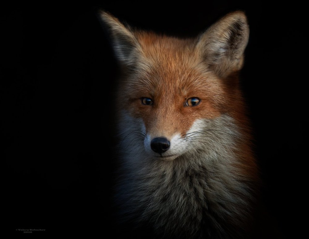 Лиса портрет