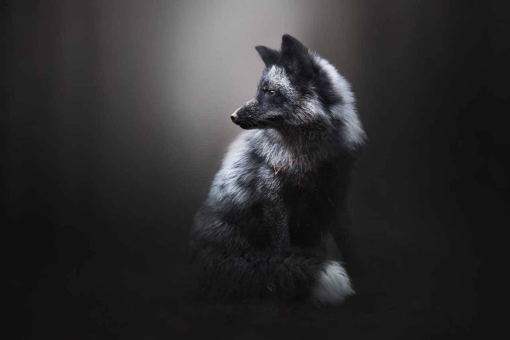 Черная лиса