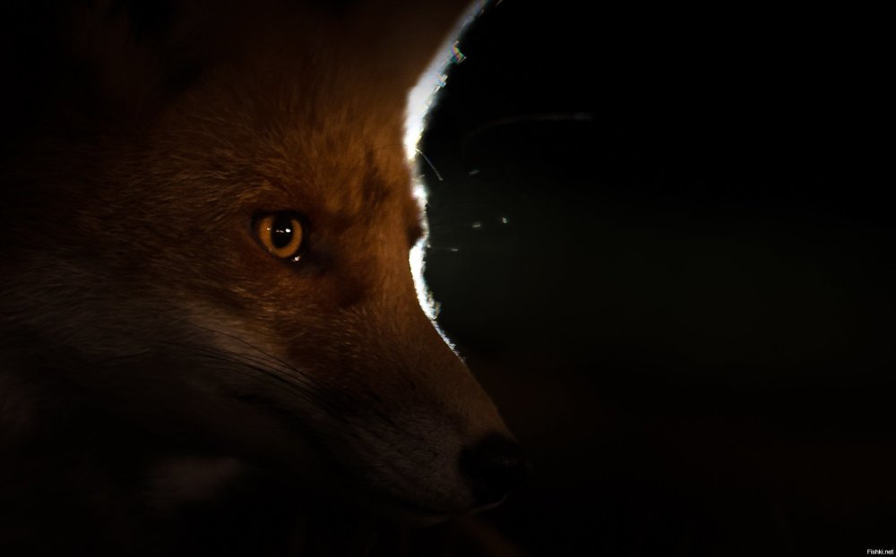 Лиса ночью