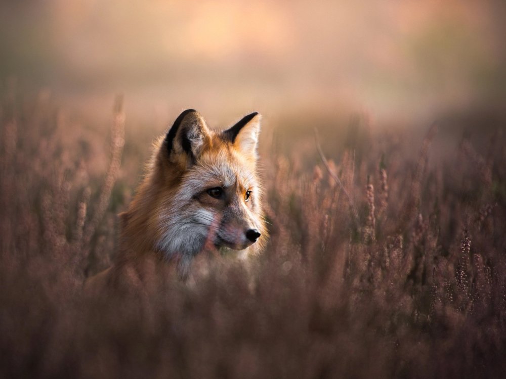 Лиса в траве