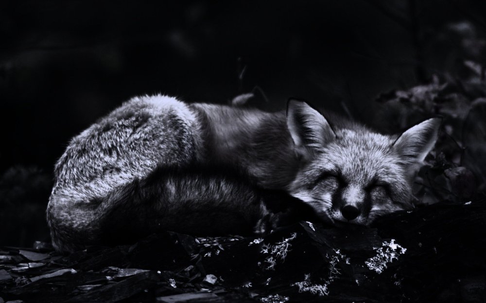 Темные животные