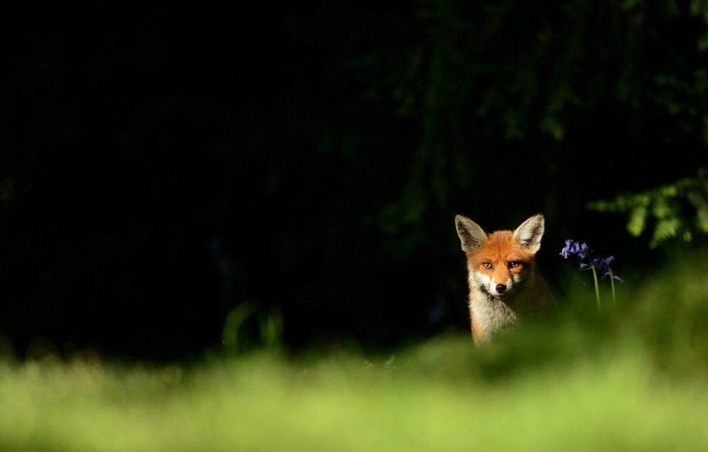 Лиса 2048 x 1152