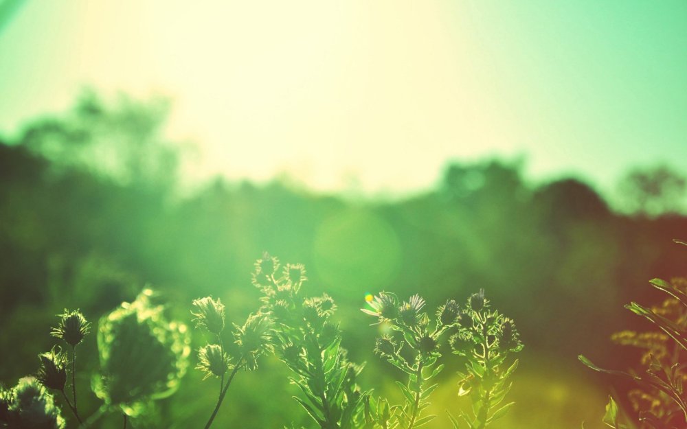 Солнце и зелень