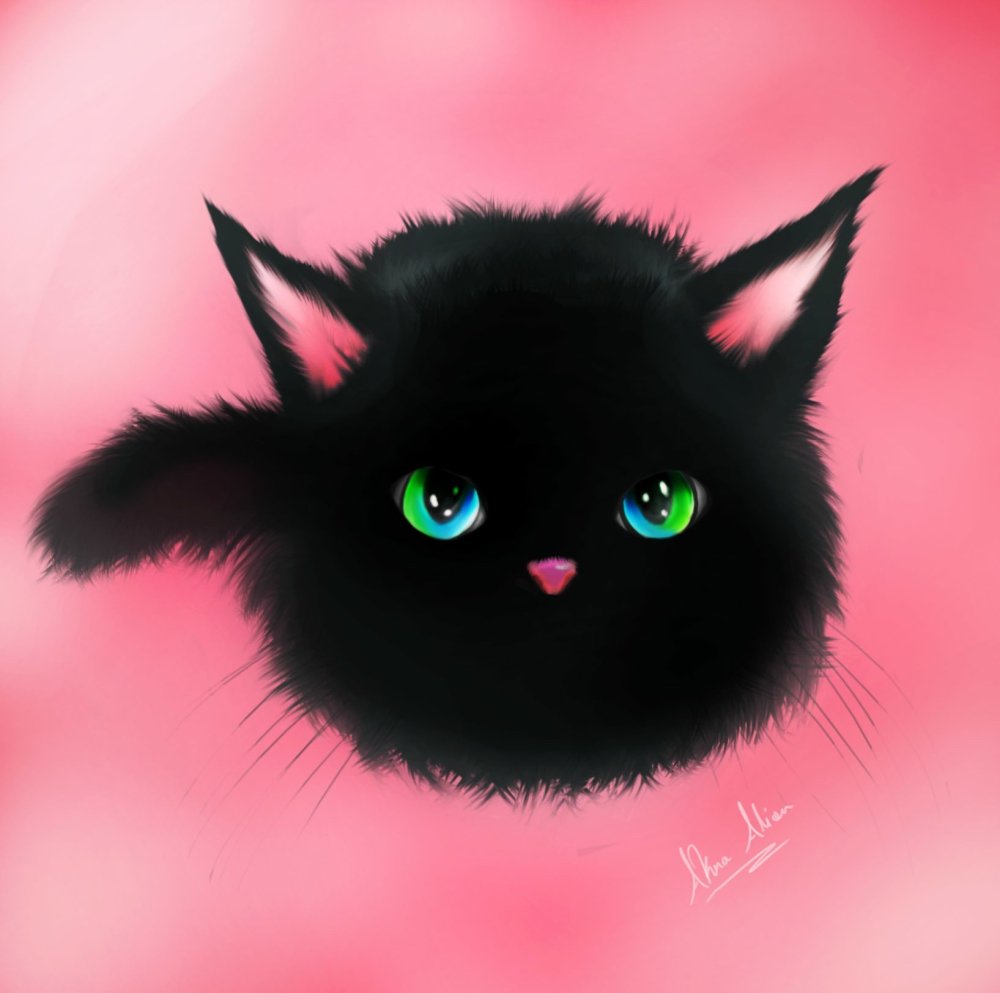 Злой черный кот