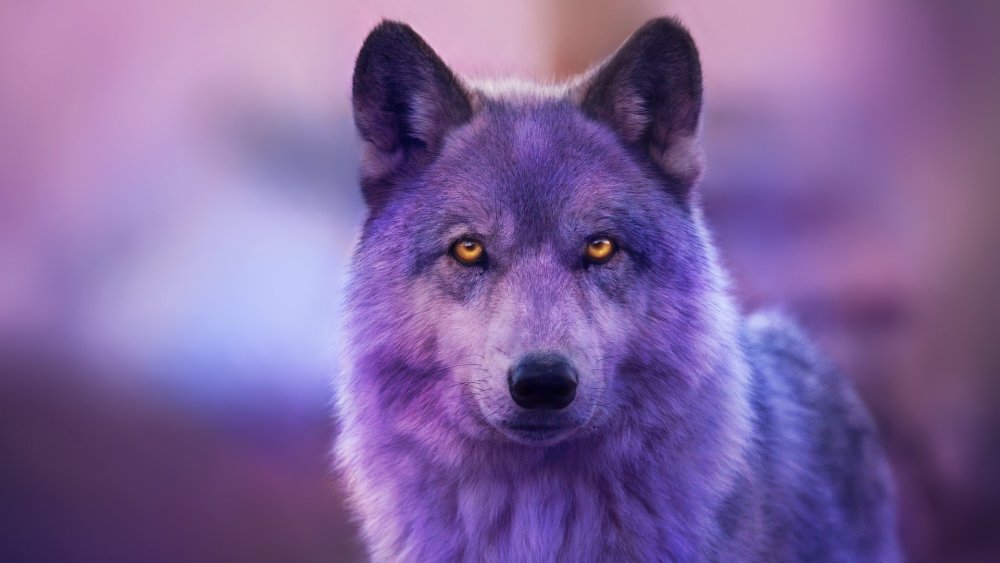 Синий волк фото