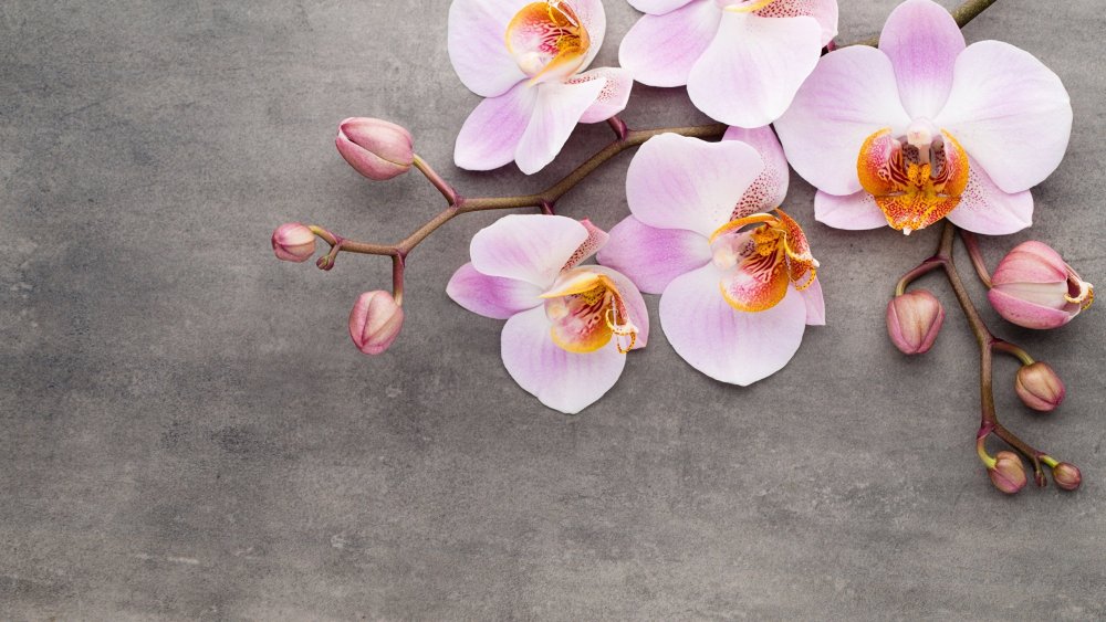 Фотофон с орхидеями