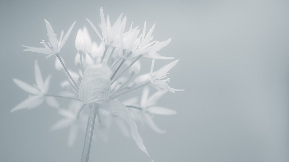 Белые воздушные цветы