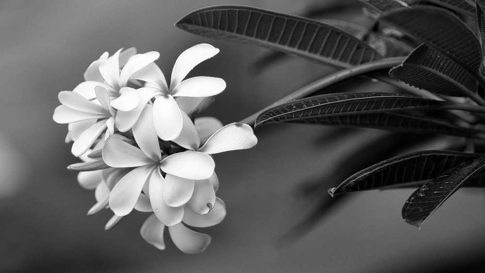 Цветы чёрно белые