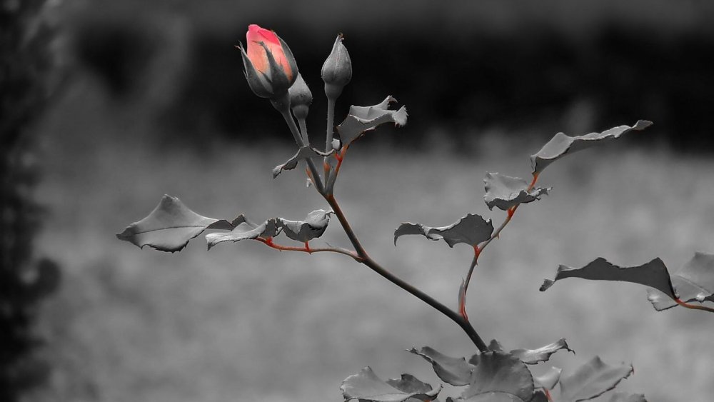 Серые цветы