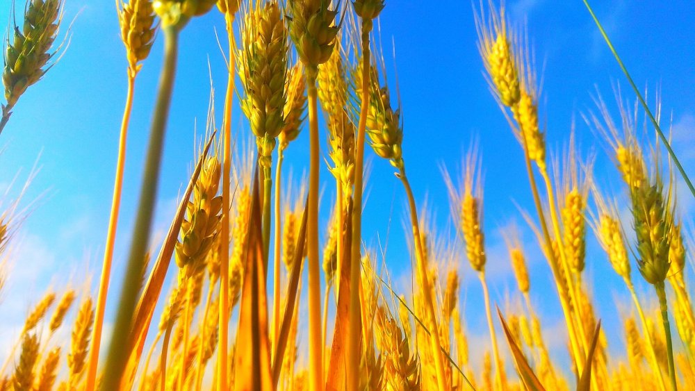 Колосья небо