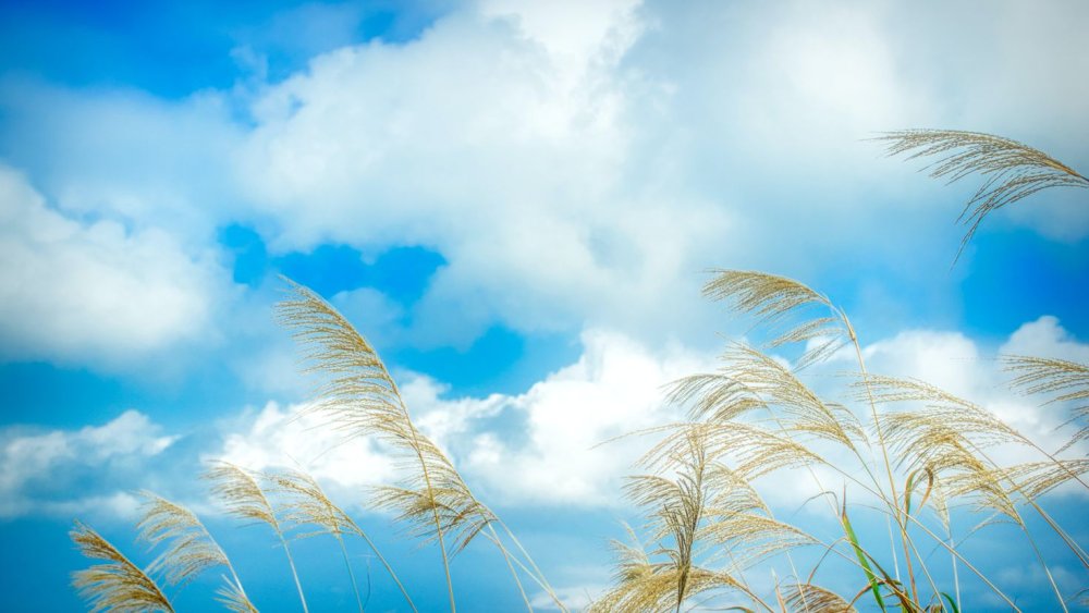 Поле пшеницы