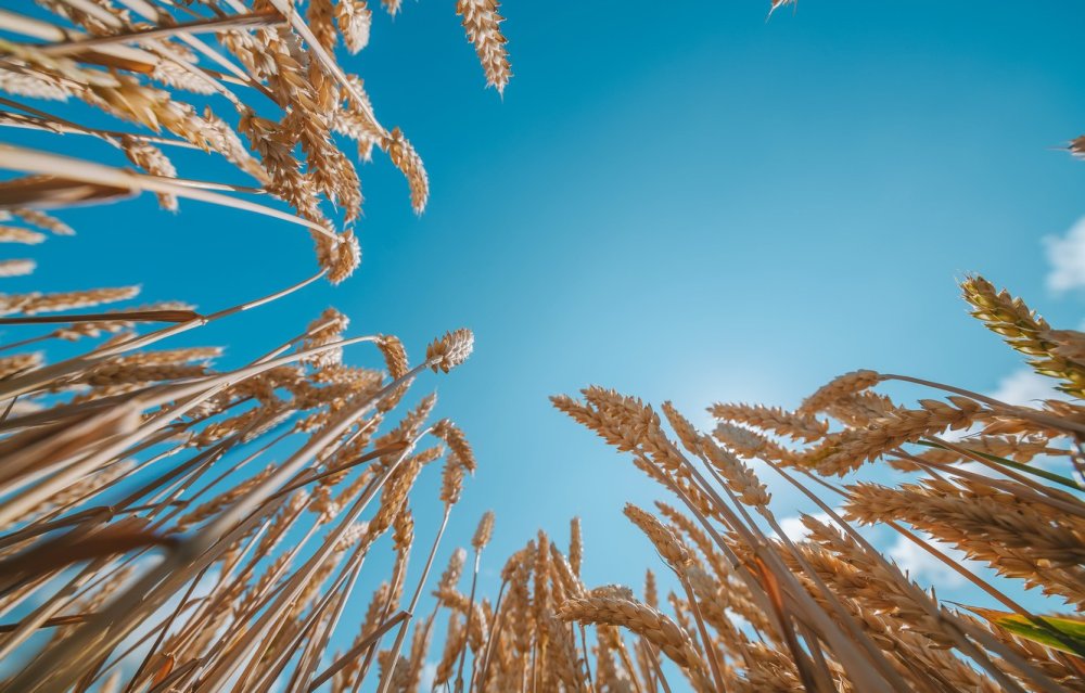 Пшеничное поле