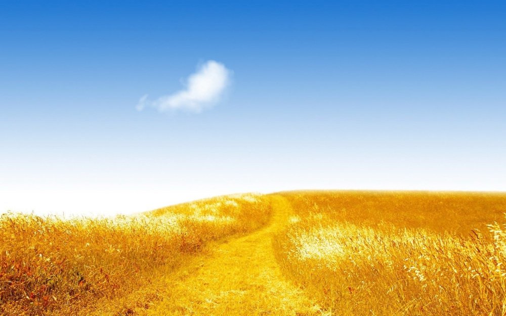 Зеленое поле пшеницы