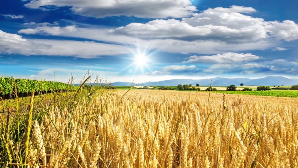 Пшеница и голубое небо
