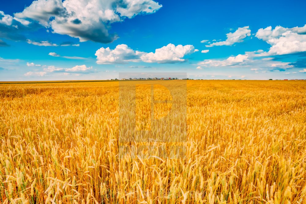 Пшеница 30 рублей