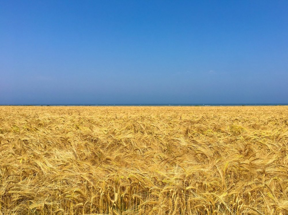 Фон колосья пшеницы