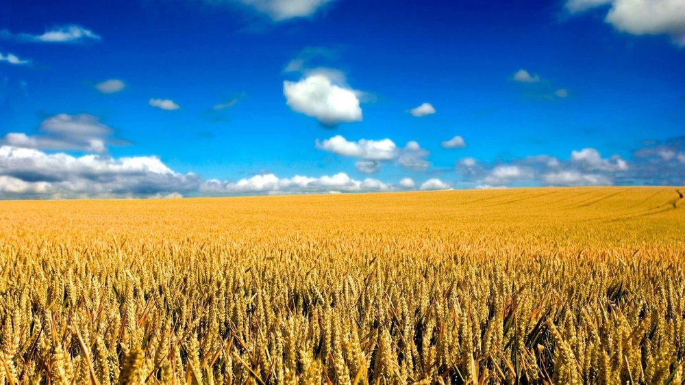 Поле пшеницы и голубое небо