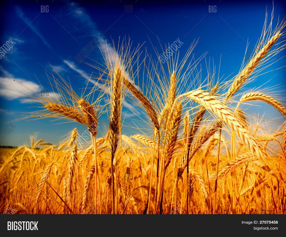 Хлебное поле