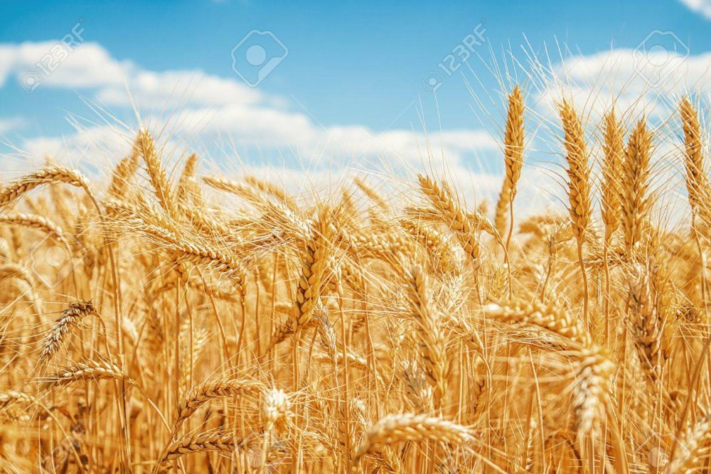 Поле пшеницы