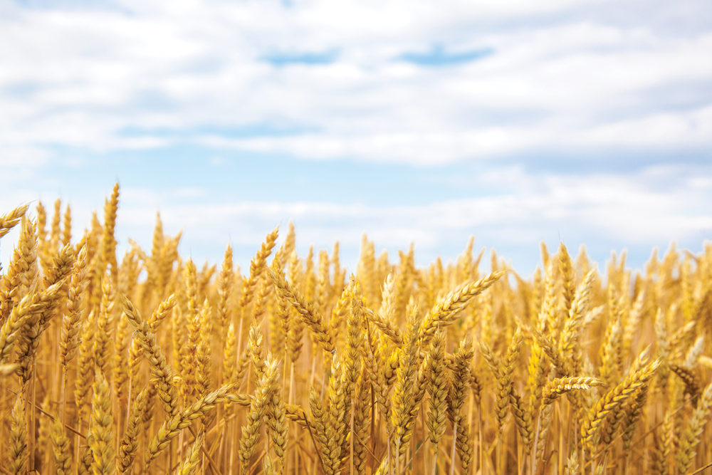 Поле пшеницы панорама