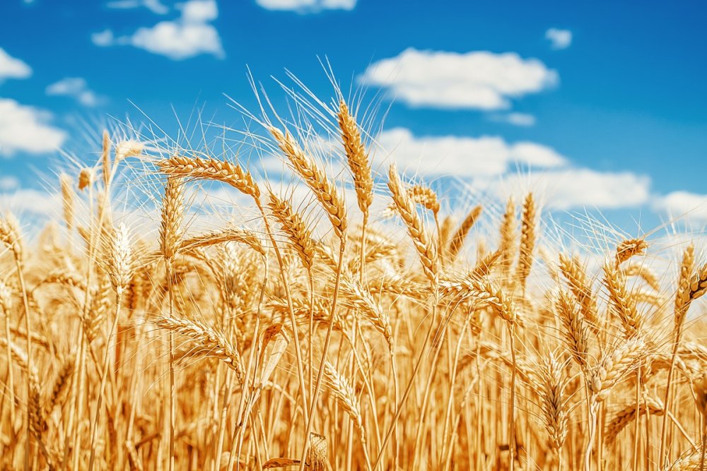 Пшеничное поле панорама