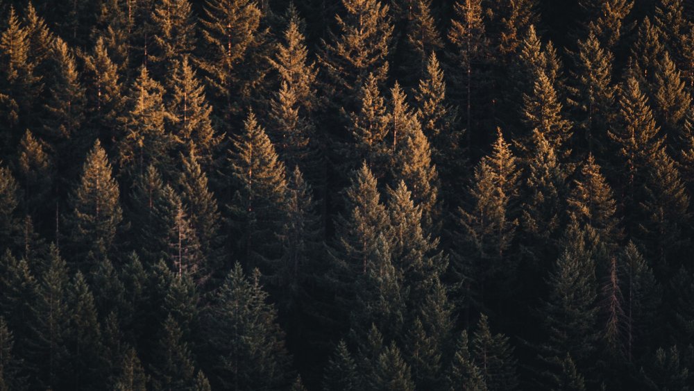 Коричневое дерево