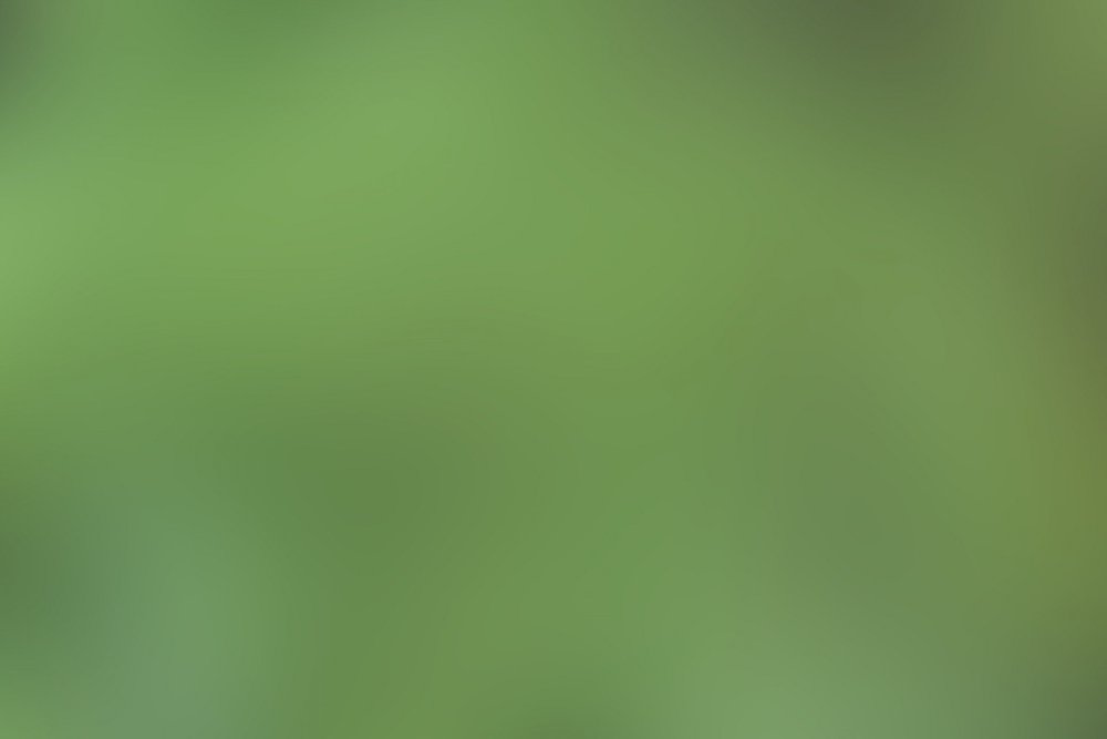 Зелёный фон обычный