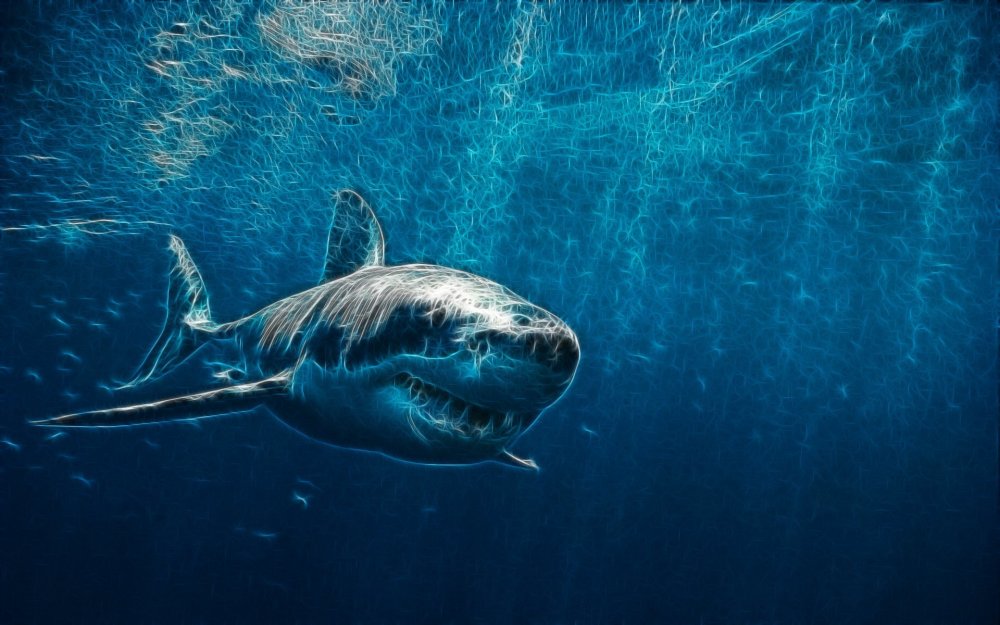 Акула обои