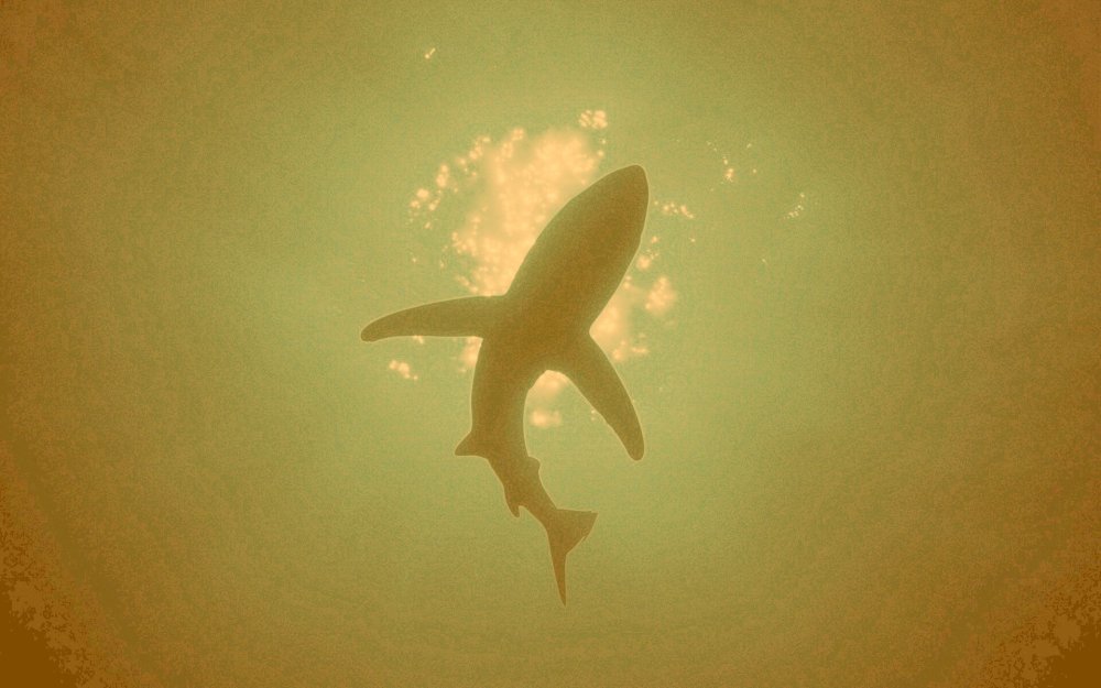 Обои с милыми акулами