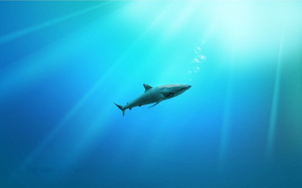 Картинки на рабочий стол акулы