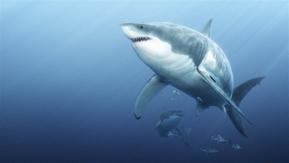 Заставка на рабочий стол акула
