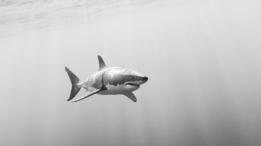 Акула Минимализм