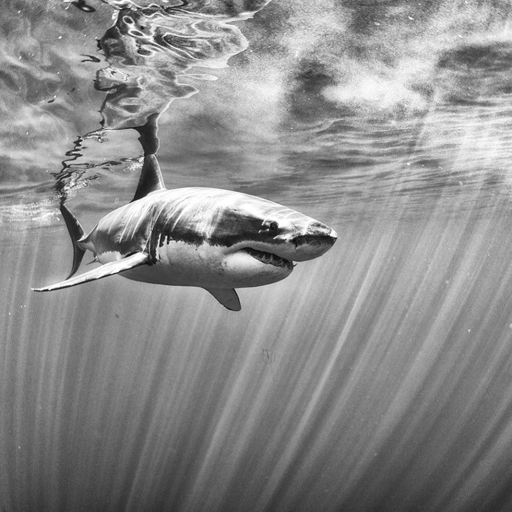 Сан Хосе Шаркс обои