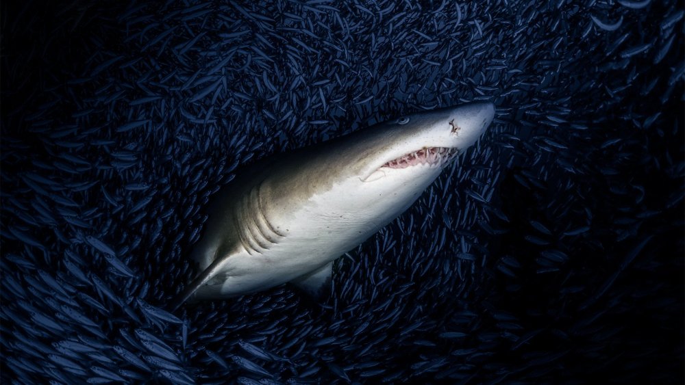 Фон с акулой арт