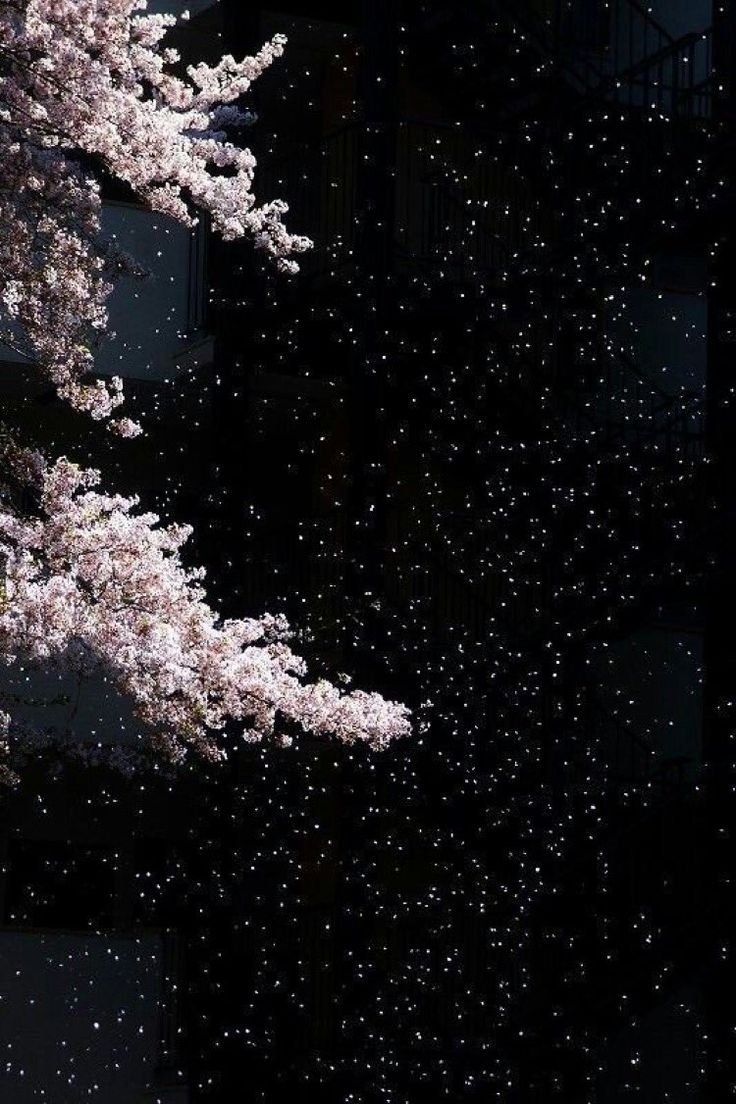 Сакура на темном фоне