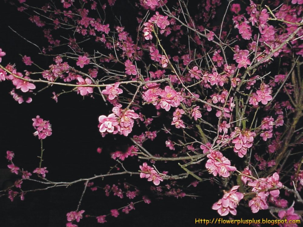 Цветущая слива Мейхуа Китая